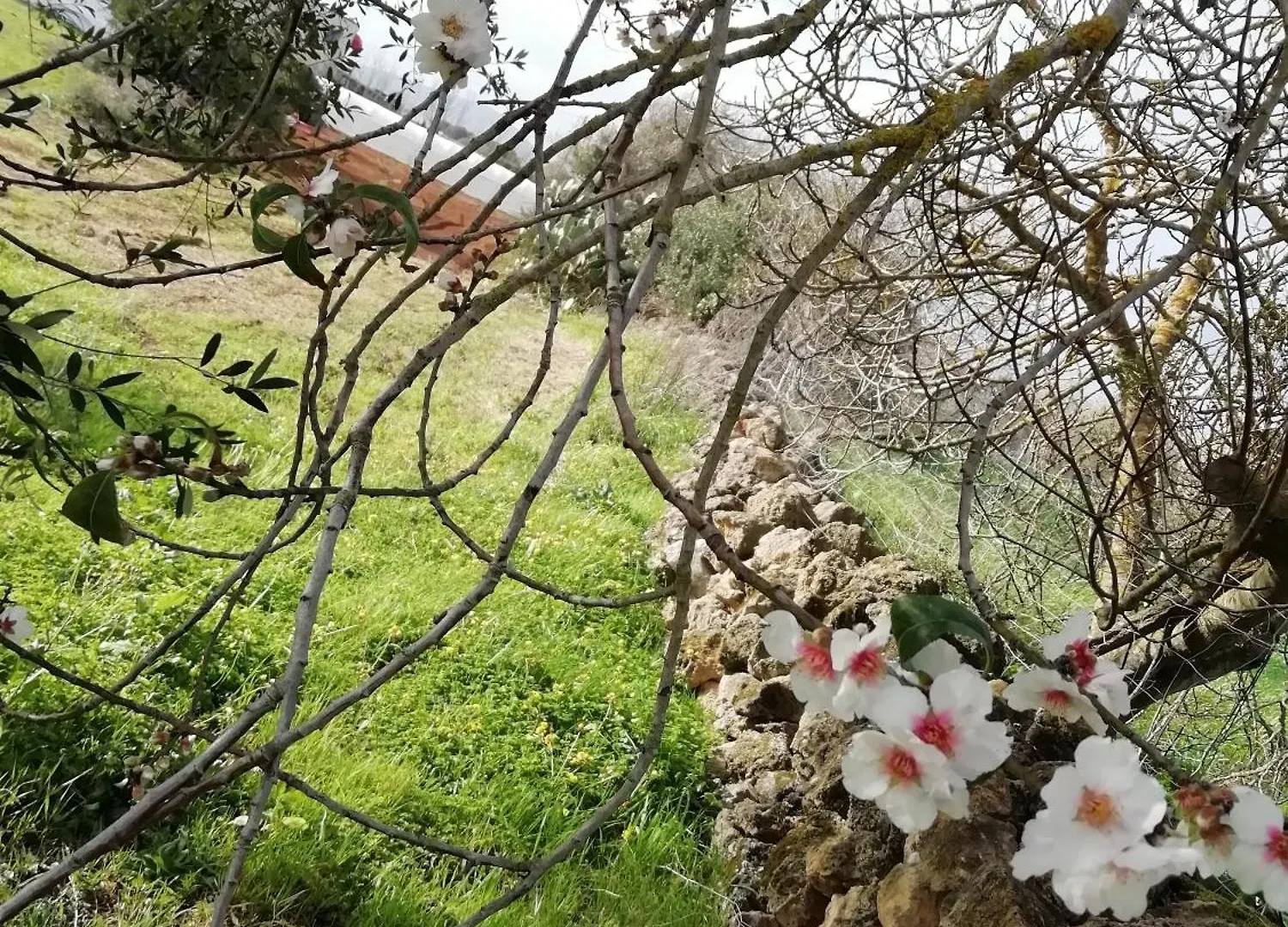 El Matorral Bed & Breakfast Alghero