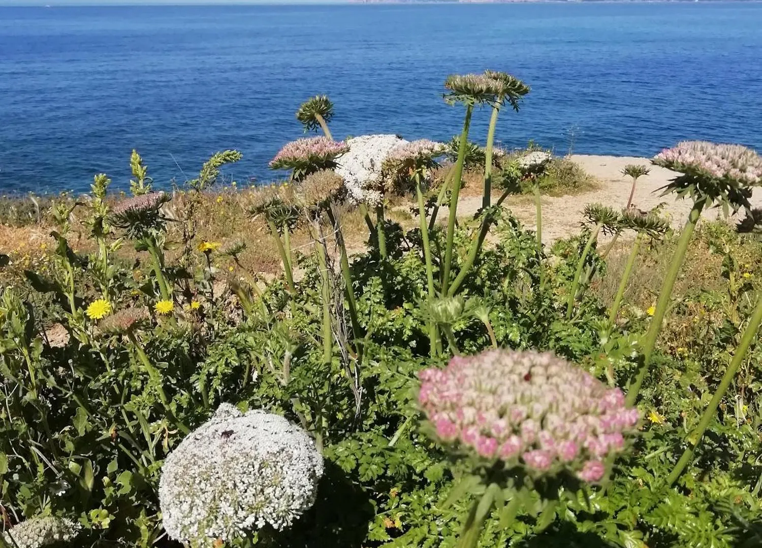 El Matorral Bed & Breakfast Alghero Italy