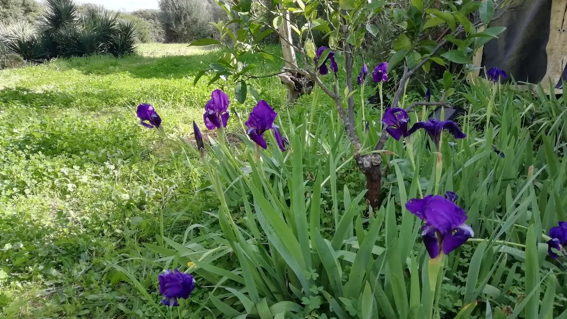 El Matorral Bed & Breakfast Alghero Italy